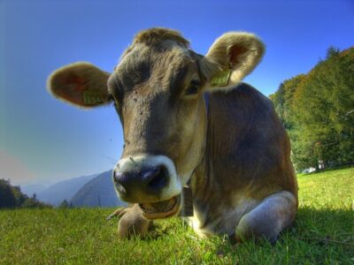 ‘Cows Eat Grass’ and Other Inflammatory Statements Image